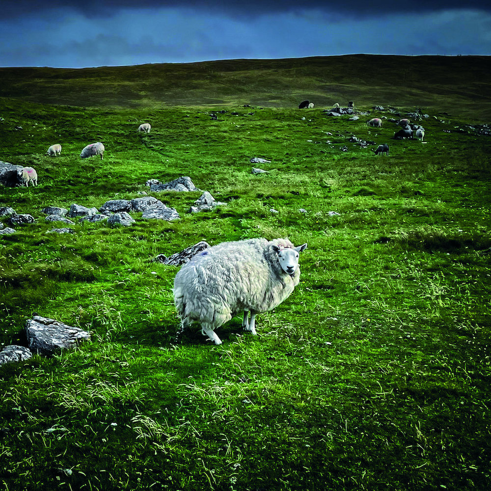 POOR GENETIC MATERIAL - Pastoral
